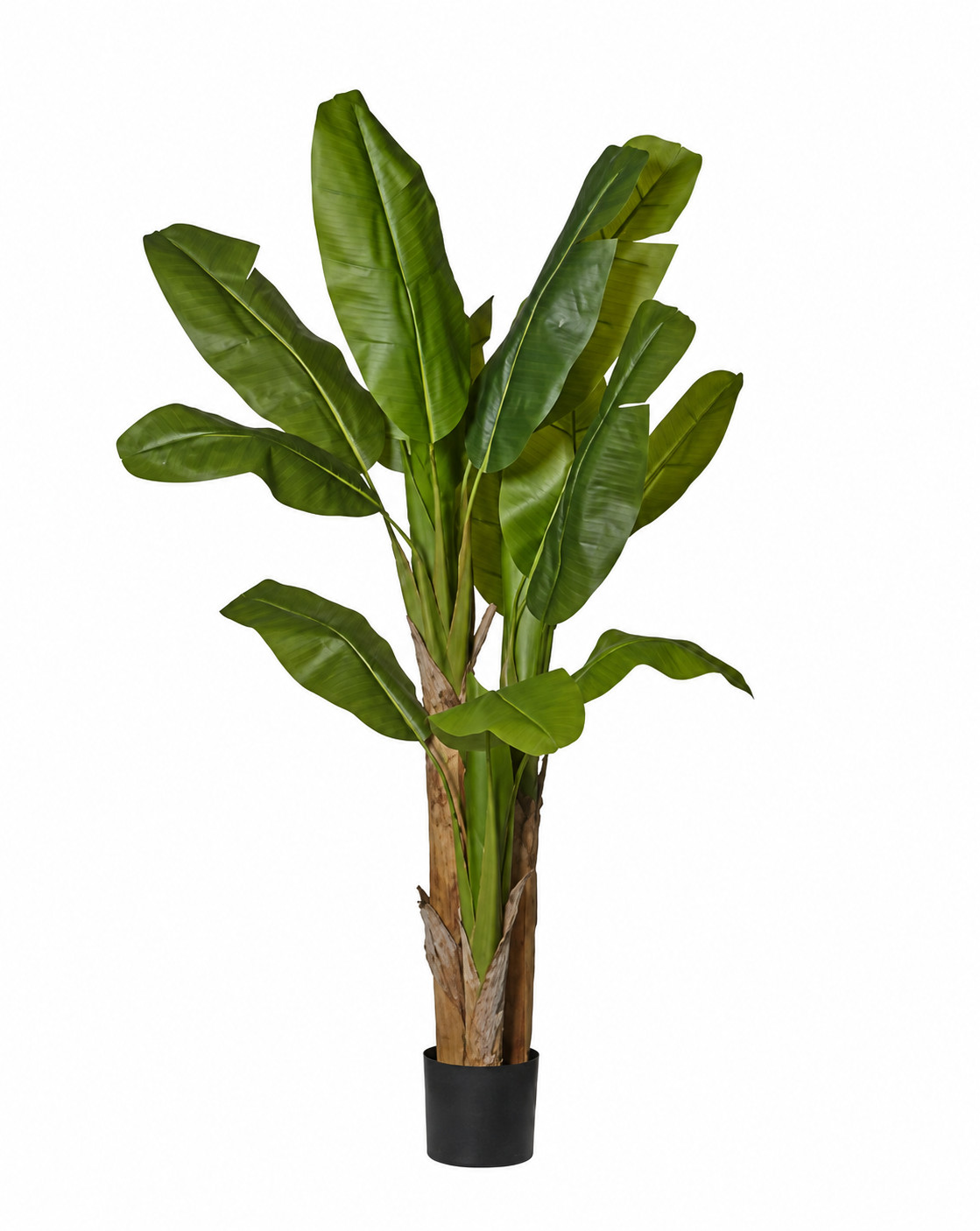 Art. Pianta Banano X3 In Vaso H.180cm