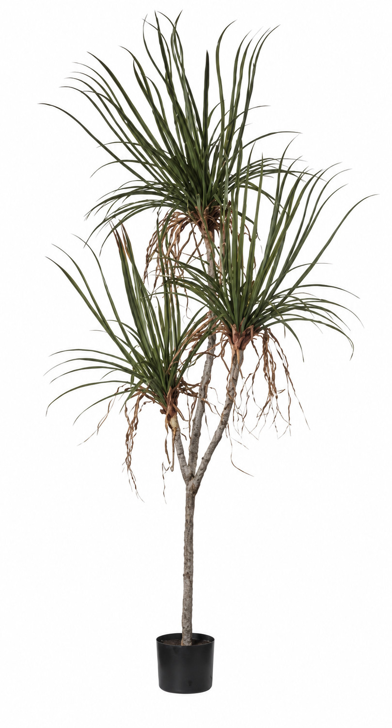 Art. Pianta Dracena X3 Cm195 -54foglie Red Green