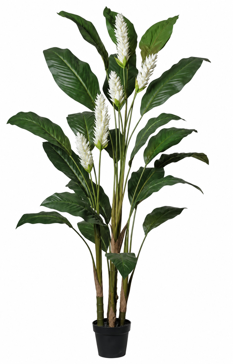 Art. Pianta Ginger Loto Cm170 White