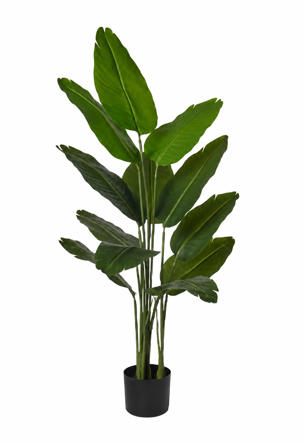 Art. Pianta Sterilitzia X4 H118cm