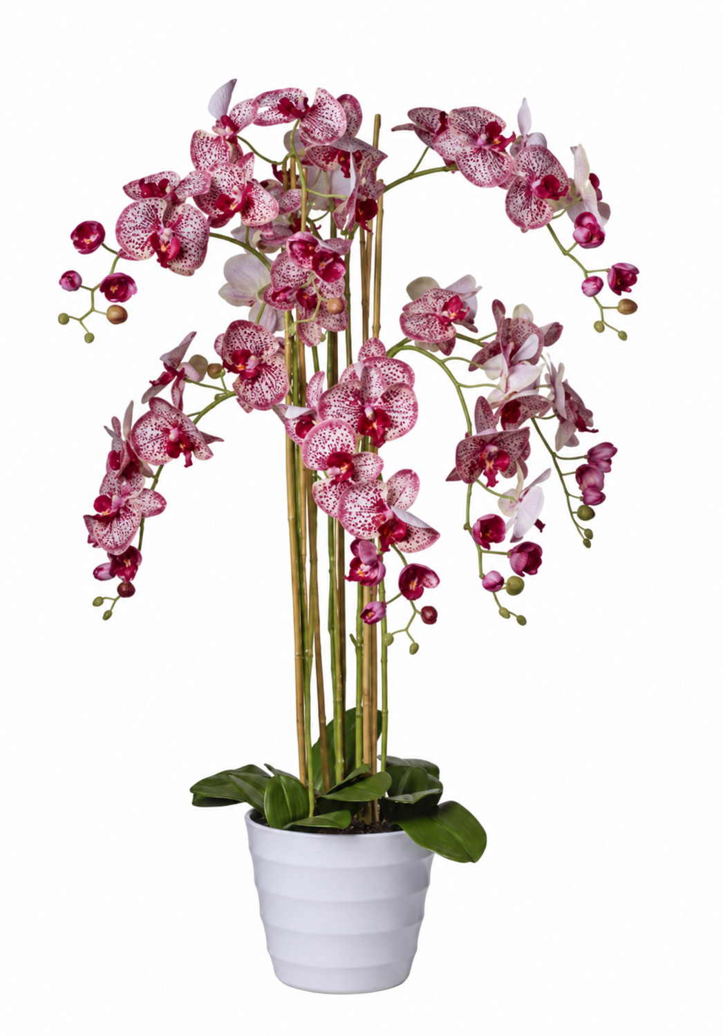 Art. Pianta Phaleonopsis X8 Cm118 Burgundy
