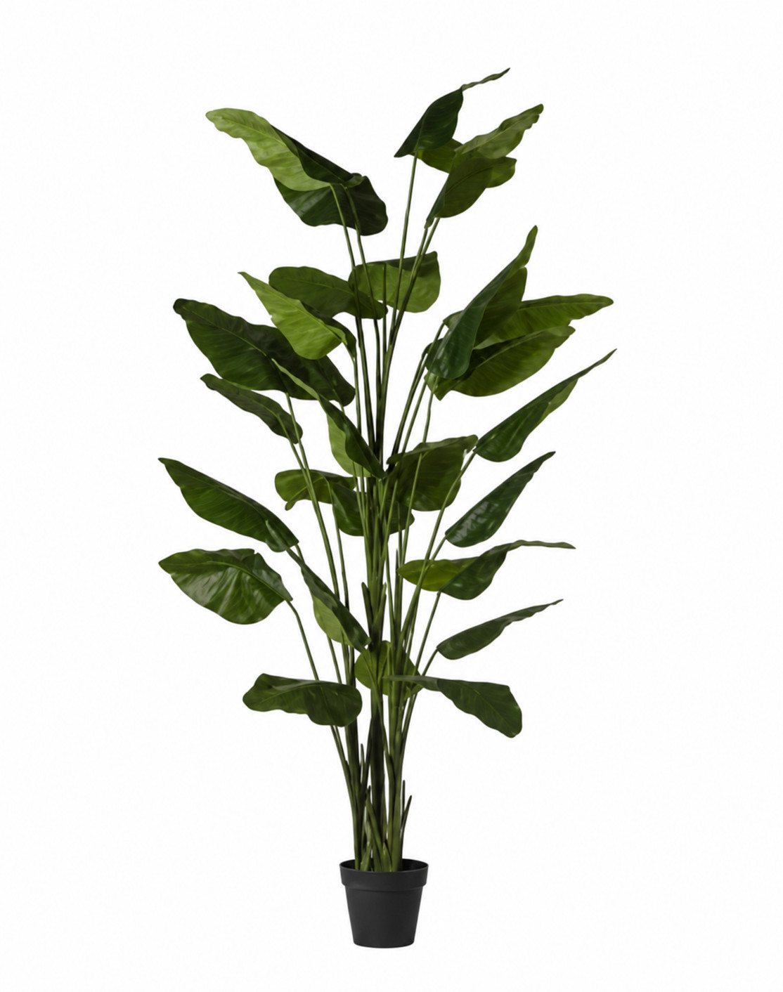 Art. Pianta Strelizia H.300cm