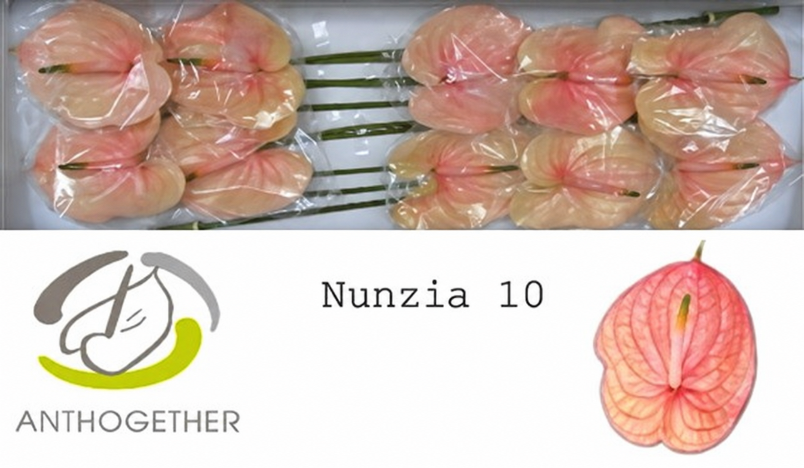 Anthurium Nunzia