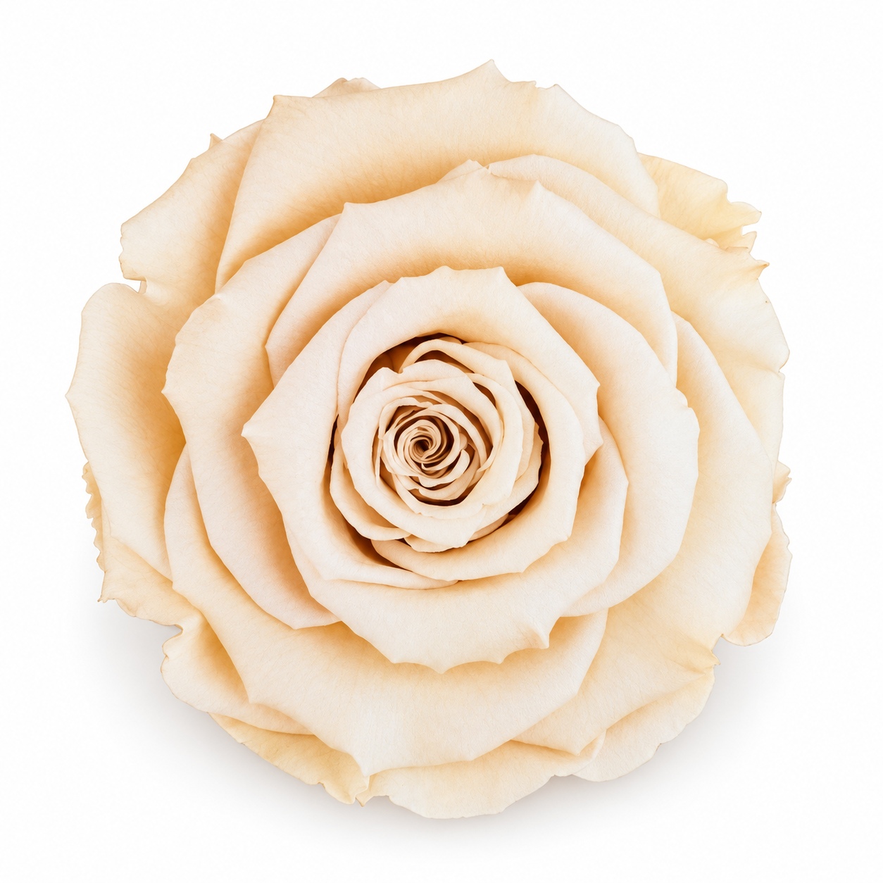 Preserved Rosa Mini Warmi Cha 01 - D.4cm
