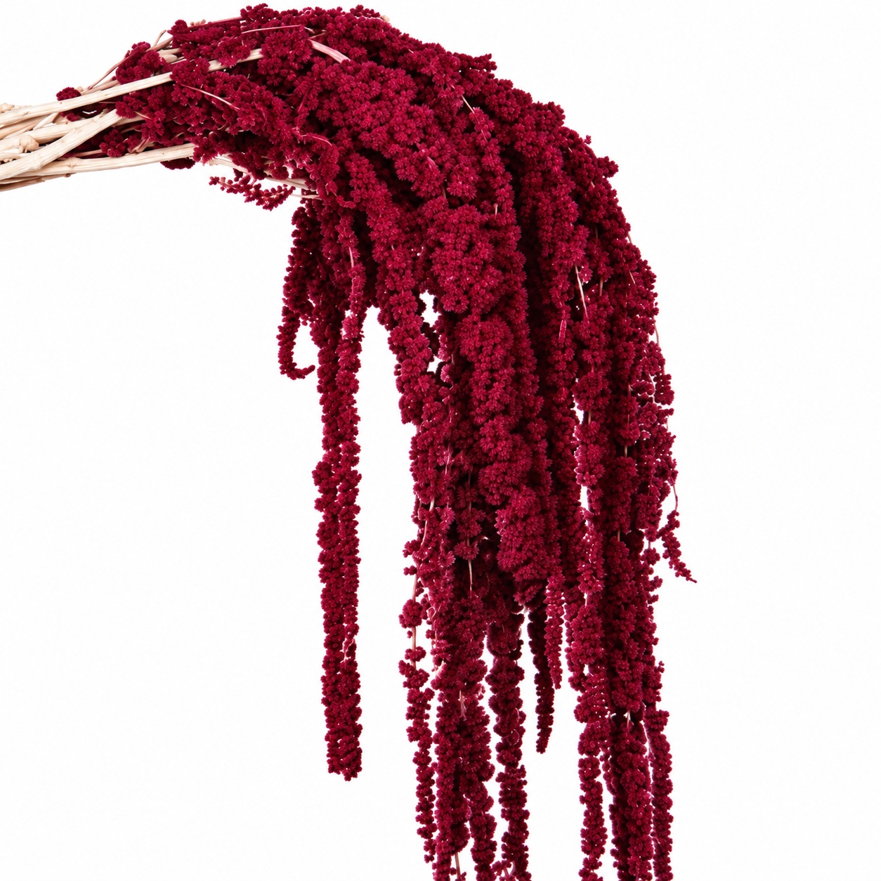 Preserved Amaranthus - Mulberry - 130 Gr.