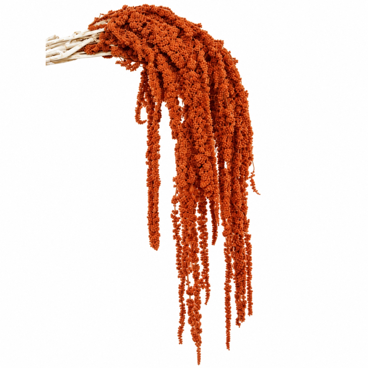 Preserved Amaranthus - Rusty Orange - 130 Gr.