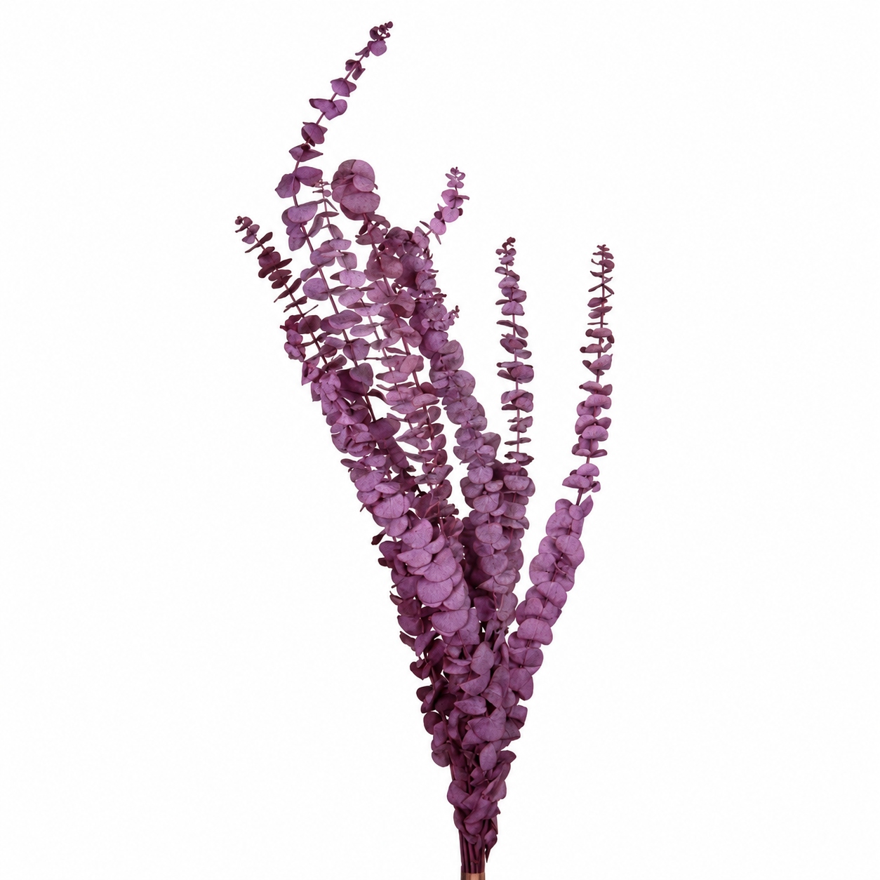 Preserved Eucalyptus Baby Blue - Grape - 180 Gr.